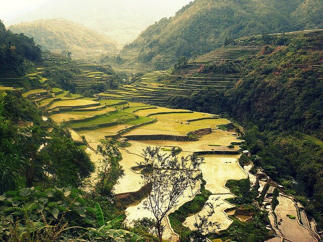 'Fields of Gold', Rice Fields in Banaue in the Philippines, by kudumomo 19/02/2010 